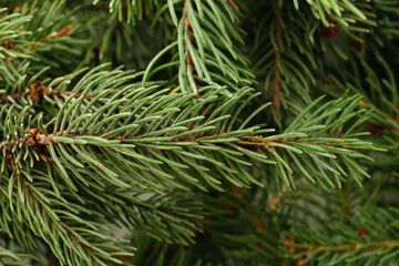 Fototapeta na wymiar Green fir branches as background, closeup