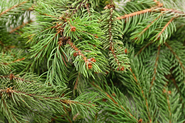 Green fir branches as background, closeup