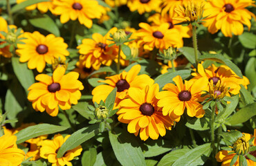 Black-eyed Susan flowers