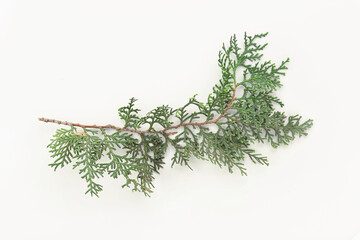 Thuja branches on white background