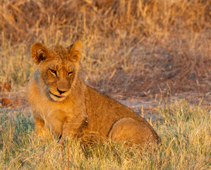 Juvenile African lion warming up in the first rays of the morning sun