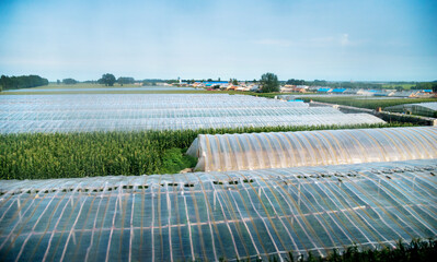 Green house for plant growing in a farm