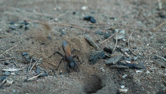 Slow motion of a tarantula hawk wasp scattering sand before entering a burrow. Pepsis grossa species of large spider wasp. Close-up