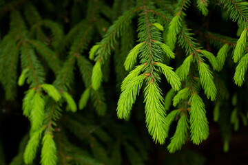 Fir evergreen tree close up