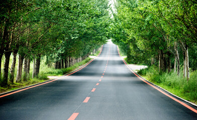 Obraz premium Asphalt straight road through the deep forest