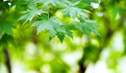 Fototapeta na wymiar Japanese green maple leaves on blurred background