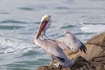 Pelican in Abalone cove on the central coast of Cambria California United States