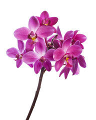 Naklejka na ściany i meble Purple orchid, Philippine ground orchid, Tropical flowers isolated on white background, with clipping path