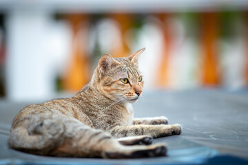Siamese Gourami cats that are white and orange are lying comfortably.