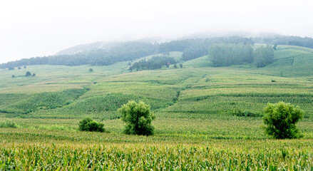 Fototapeta na wymiar Landscape view of a corn field