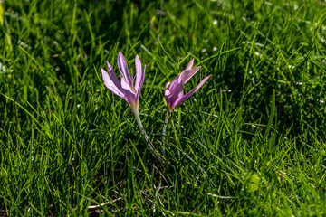 Obraz premium Delicate pink flowers of Colchicum autumnale, commonly known as autumn crocus close-up. Blooming flowers.