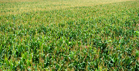 High angle view of corn field