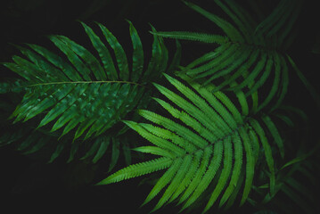 Naklejka na ściany i meble Beautiful ferns leave green foliage in the forest nature, natural ferns blurred background, fern plants in forest background of the ferns nature concept.