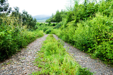 Obraz premium Summer landscape with green grass and dirt road