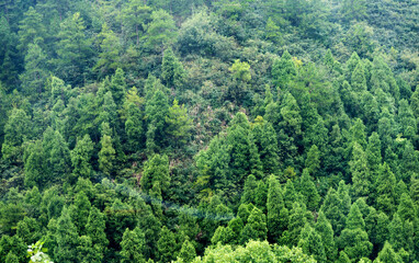 Aerial view of summer green trees in forest