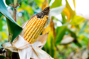 Closeup corn on the stalk of corn field