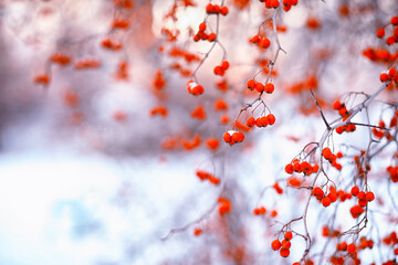 Winter atmospheric landscape with frost-covered dry plants during snowfall. Winter Christmas background