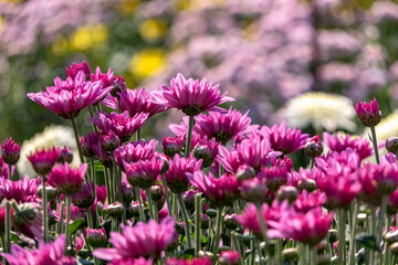 Obraz premium Pink flowers of garden cultivated chrysanthemums close-up. Selective focus.
