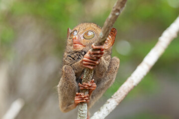 Tarsier aka Tarsius, Smaller Apes in The World