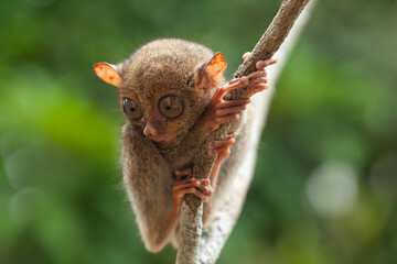 Tarsier aka Tarsius, Smaller Apes in The World