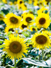 Field of blooming sunflowers for background