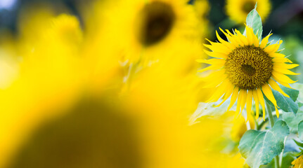 Obraz premium Field of blooming sunflowers for background