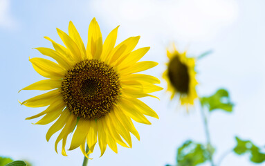 Naklejka premium Two sunflowers against blue sky