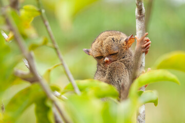 Tarsier aka Tarsius, Smaller Apes in The World