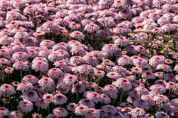 Pink flowers of garden cultivated chrysanthemums close-up. Selective focus.