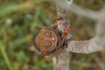 Tarsier aka Tarsius, Smaller Apes in The World