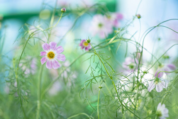 コスモス　秋　ふんわり　花
