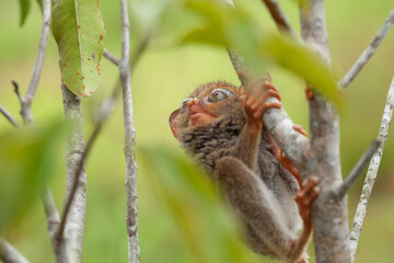 Tarsier aka Tarsius, Smaller Apes in The World