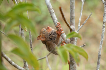 Tarsier aka Tarsius, Smaller Apes in The World