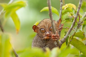 Tarsier aka Tarsius, Smaller Apes in The World