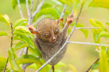 Tarsier aka Tarsius, Smaller Apes in The World