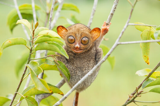 Tarsier aka Tarsius, Smaller Apes in The World