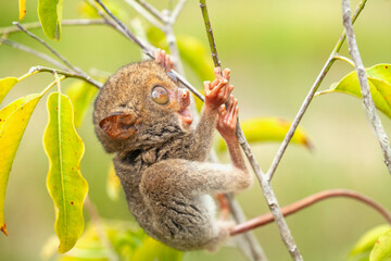 Tarsier aka Tarsius, Smaller Apes in The World