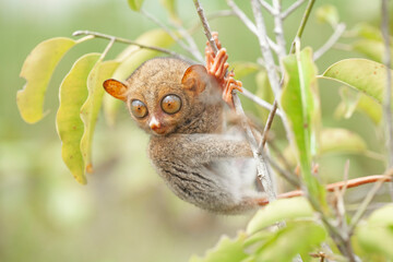 Tarsier aka Tarsius, Smaller Apes in The World