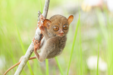 Tarsier aka Tarsius, Smaller Apes in The World