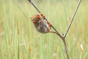 Tarsier aka Tarsius, Smaller Apes in The World