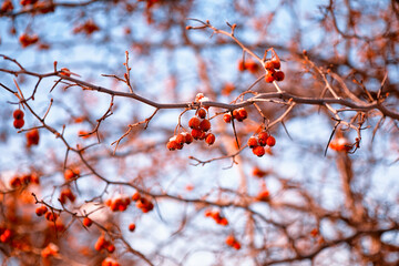 Winter atmospheric landscape with frost-covered dry plants during snowfall. Winter Christmas background