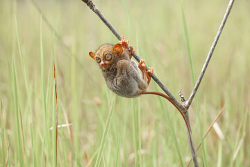 Tarsier aka Tarsius, Smaller Apes in The World
