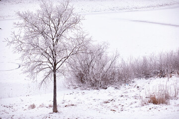Winter atmospheric landscape with frost-covered dry plants during snowfall. Winter Christmas background