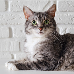 Naklejka premium Grey senior cat on the background of a white brick wall. An adult pet with green eyes is lying on a white table. Ten year old pet
