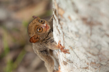 Tarsier aka Tarsius, Smaller Apes in The World