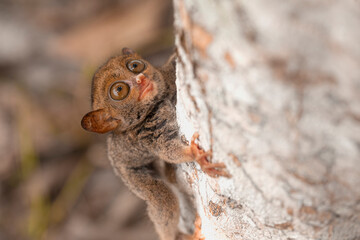 Tarsier aka Tarsius, Smaller Apes in The World