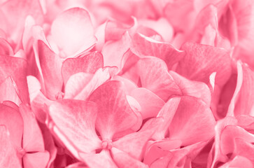 Magenta hydrangea flowers for background. Color of the year.