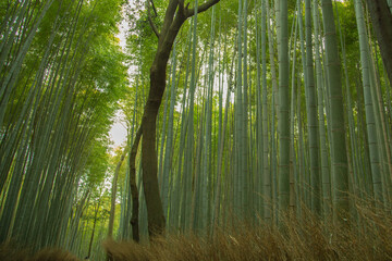 The Bamboo Forest, or Arashiyama Bamboo Grove or Sagano Bamboo Forest, is a natural forest of bamboo in Arashiyama, Kyoto, Japan.	