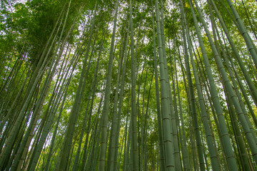 Obraz na płótnie Canvas The Bamboo Forest, or Arashiyama Bamboo Grove or Sagano Bamboo Forest, is a natural forest of bamboo in Arashiyama, Kyoto, Japan. 