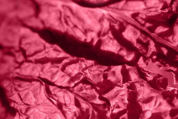 Abstract natural background Viva magenta. The concept is a presentation of the trending color of 2023. Festive sensual burgundy-pink shade. Texture of cauliflower leaves. Macro photography of food